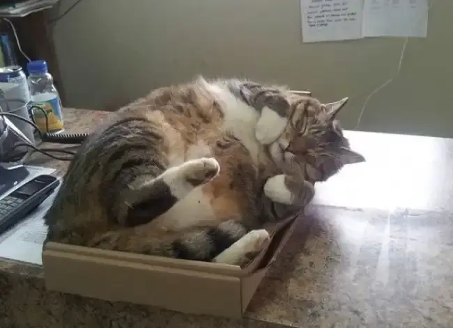 Macska dobozban
