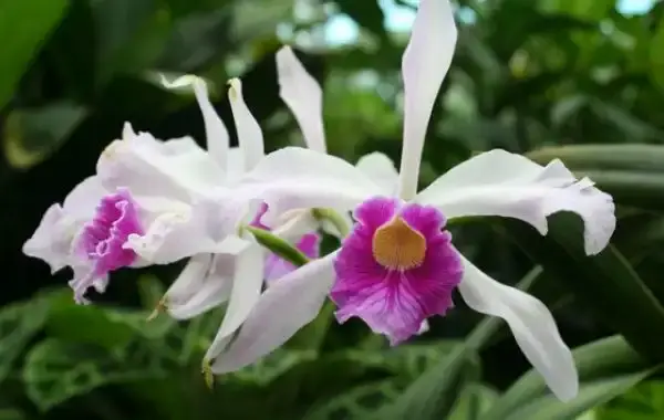 Ocean Orchids Trópusi Kert