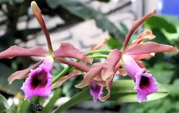 Ocean Orchids Trópusi Kert