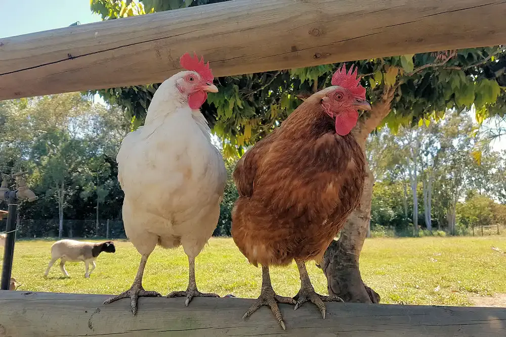 6 érv a csirketartás mellett