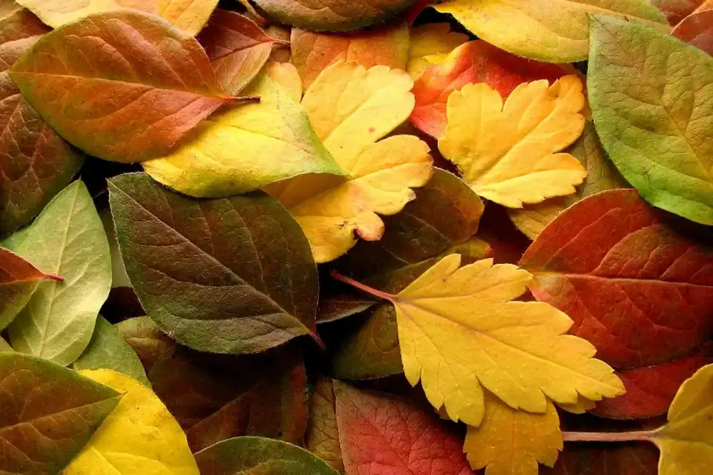 Kedvenc őszi illatod