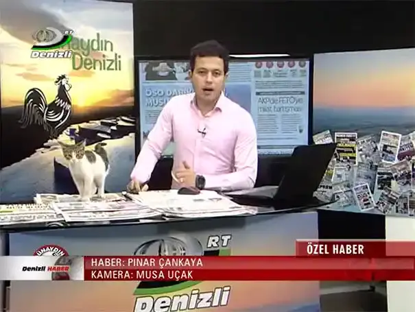Kóbor macska a török tv-ben