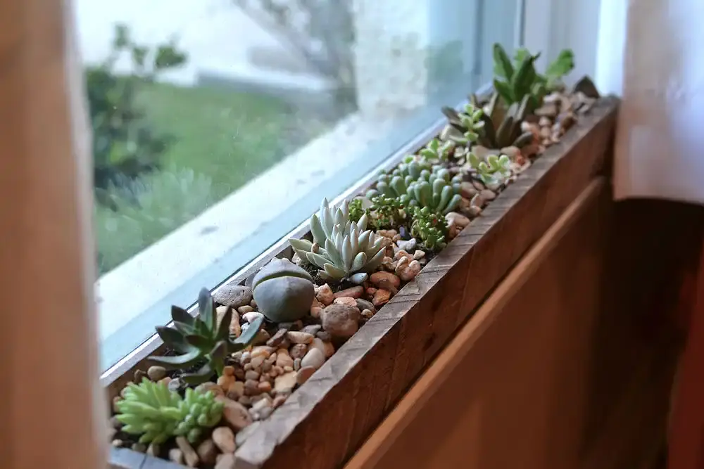 Szobanövények ablakpárkányra