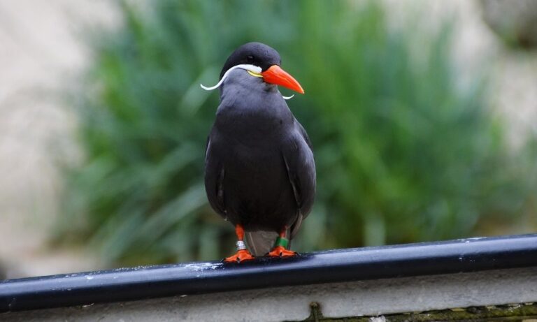 Mókás bajusszal rendelkezik az inka csér