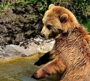 Ezek az állatok az utóbbi években Magyarországra tévedtek – nem hiszed el, miért jöttek!