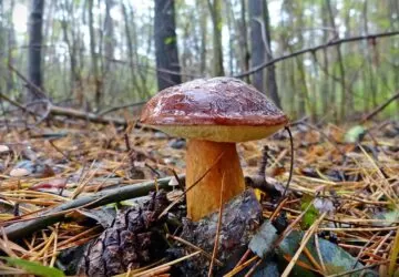 Gombagyűjtési etikett: hogyan élvezd felelősségteljesen az őszi gombászás örömeit?