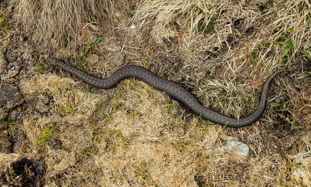 Vipera berus