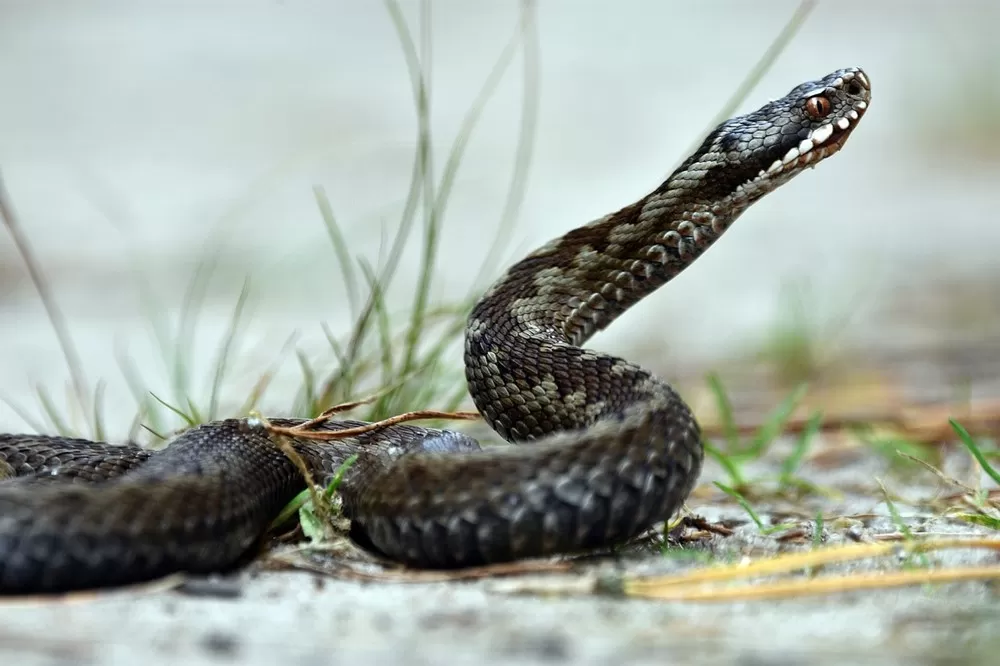 Vipera berus