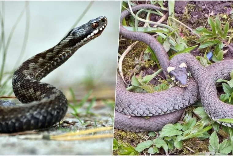 Hogyan különböztetheted meg egy pillantással? Ártalmatlan sikló vagy mérgező vipera?