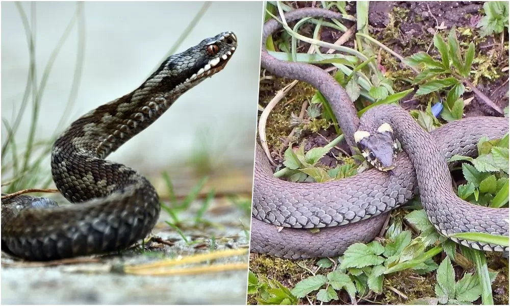 Hogyan különböztetheted meg egy pillantással? Ártalmatlan sikló vagy mérgező vipera?