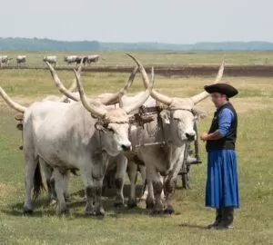 Kultúrák, melyek megőrizték a kapcsolatukat a természettel: alföldi hagyományok a Kárpát-medencében