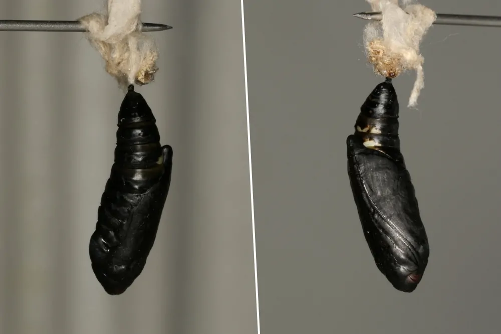 Invázió a kertben: jön az ezüstgamma bagolylepke!