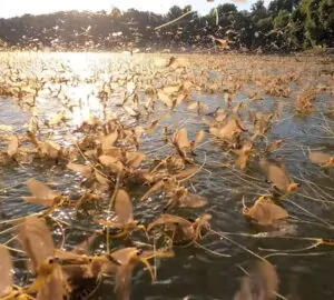A tiszavirágzás varázsa