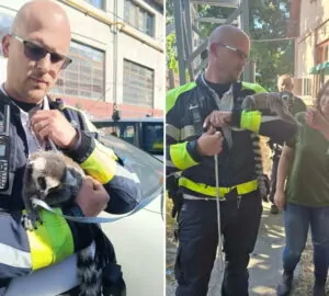 Gyűrűsfarkú maki az anyósülésen