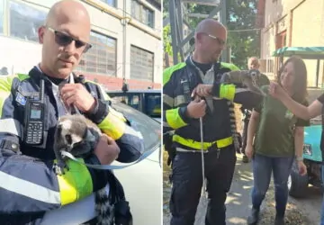 Gyűrűsfarkú maki az anyósülésen
