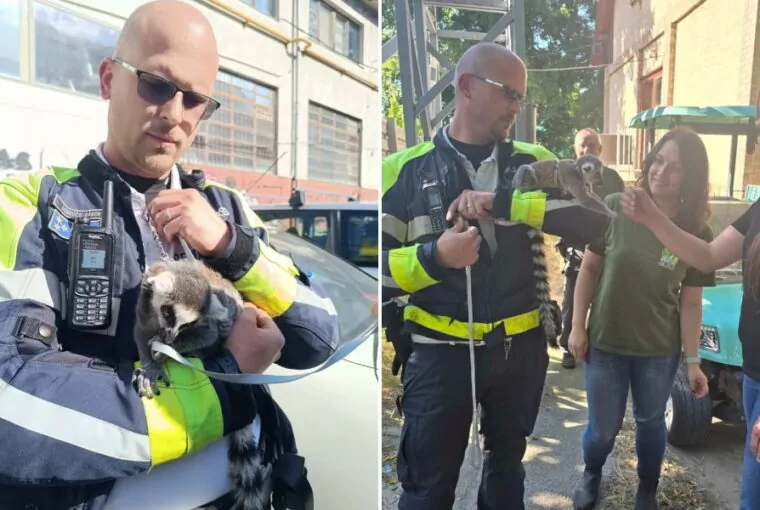 Gyűrűsfarkú maki az anyósülésen