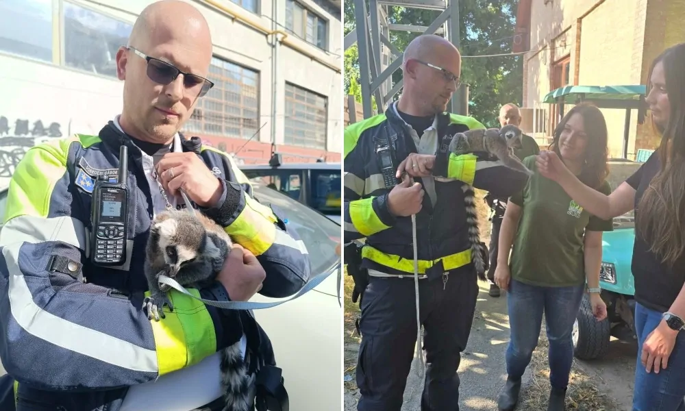 Gyűrűsfarkú maki az anyósülésen