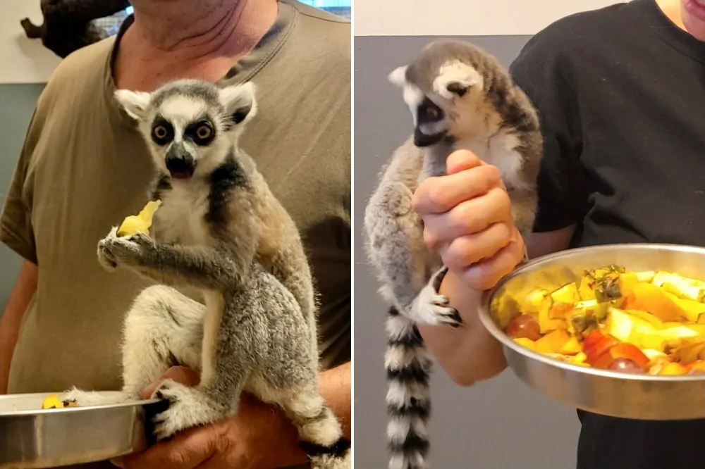 Gyűrűsfarkú maki az anyósülésen
