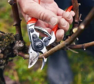 A metszés tudománya