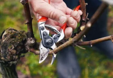 A metszés tudománya