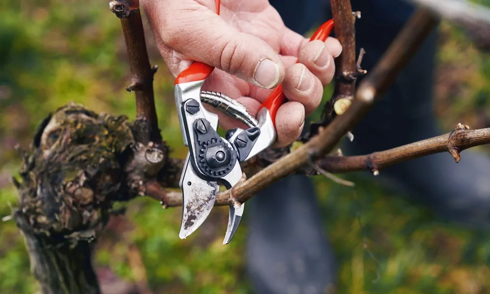 A metszés tudománya