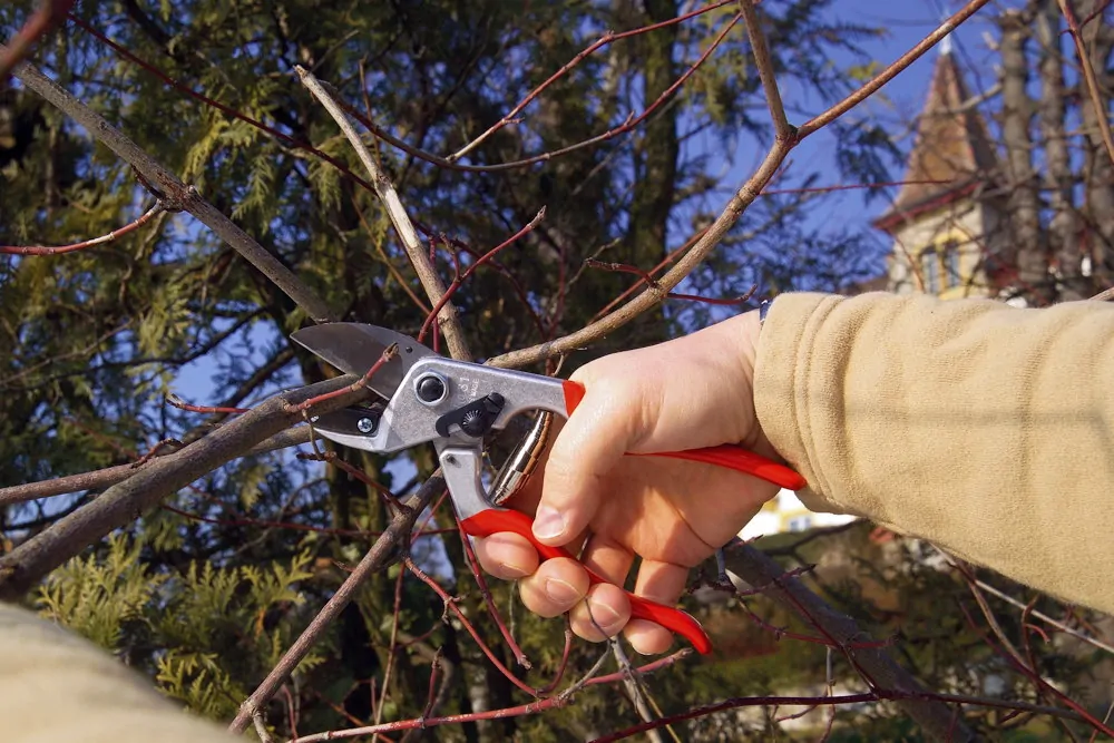 A metszés tudománya