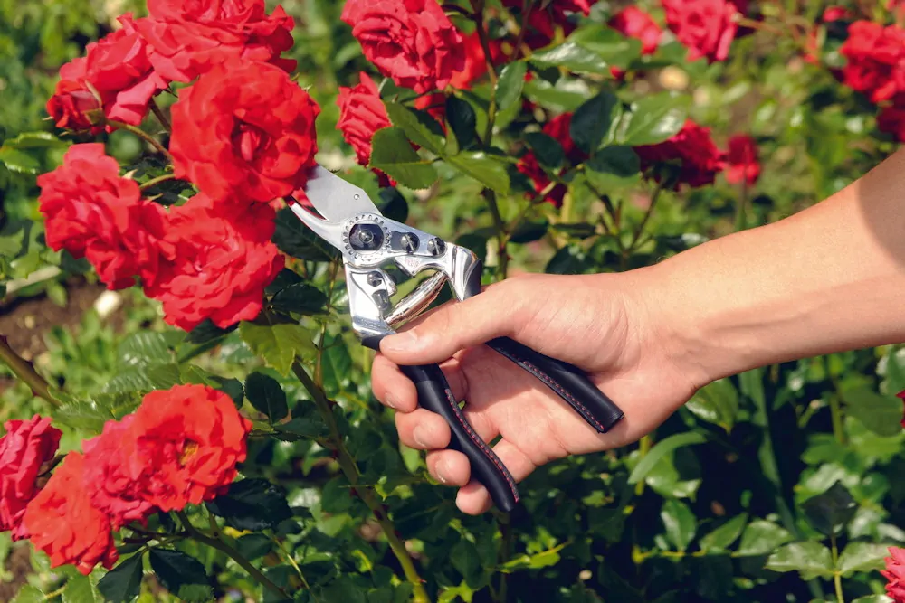 A metszés tudománya