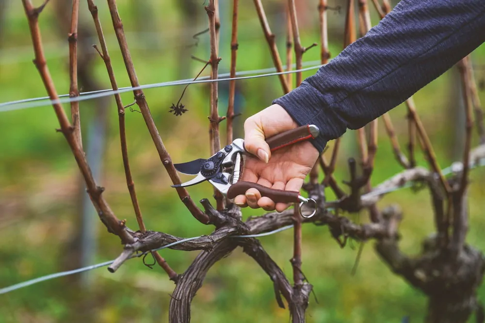 A metszés tudománya