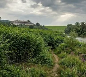 Invazív fajok a tájban