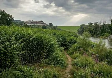 Invazív fajok a tájban