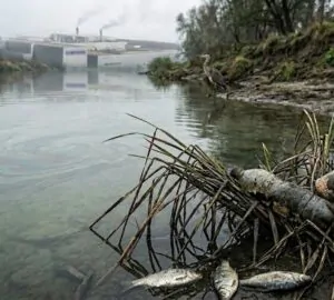 Mérgező vizek, csendes pusztulás