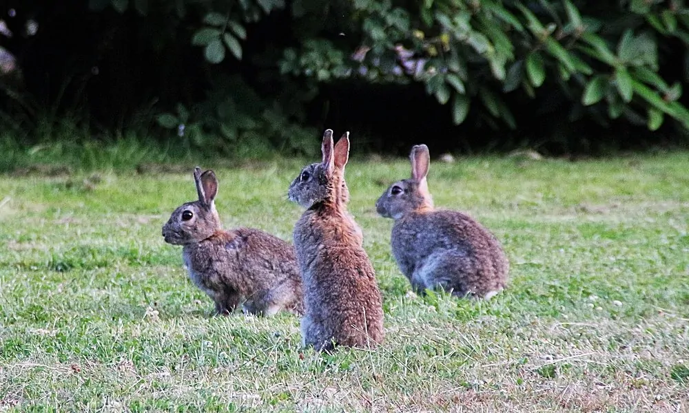 Nyuszi, bárány, fiókák
