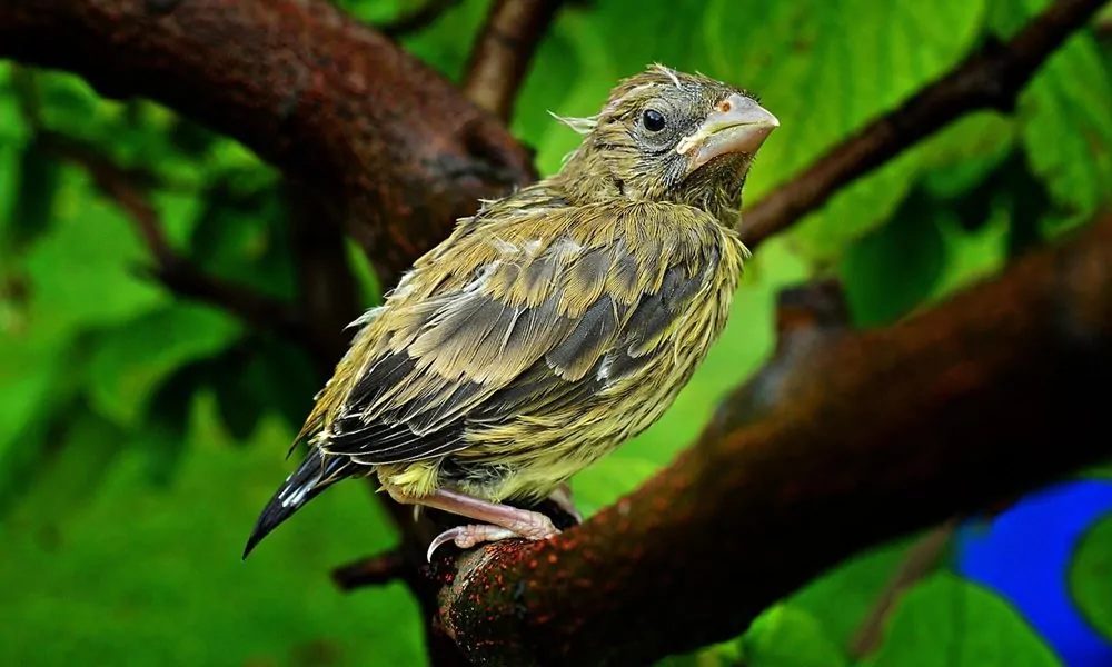 Nyuszi, bárány, fiókák