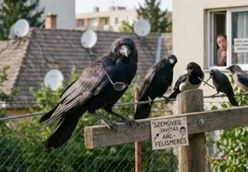 6 döbbenetes dolog, amit a varjúfélék tudnak