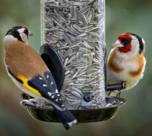 Áprilistól tényleg ne etesd a kerti madarakat?