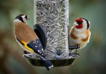 Áprilistól tényleg ne etesd a kerti madarakat?