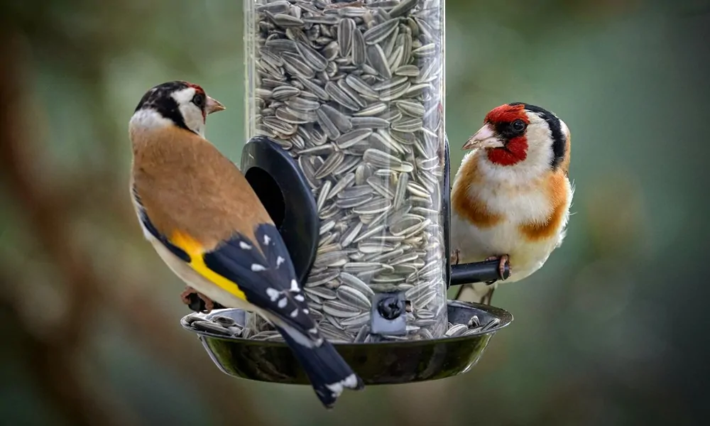 Áprilistól tényleg ne etesd a kerti madarakat?