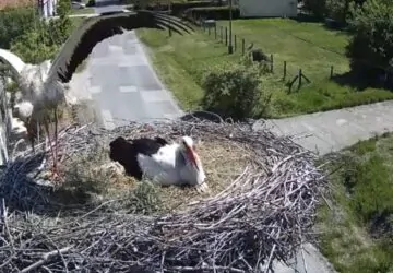 Egy villanyoszlop tetején zajlik Hatvan egyik legszebb tavaszi története