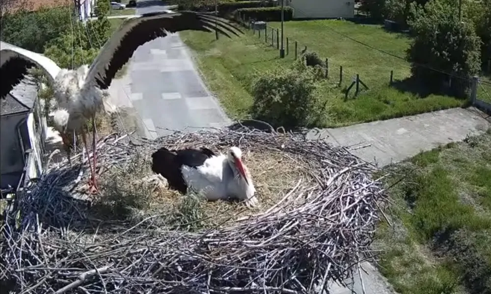 Egy villanyoszlop tetején zajlik Hatvan egyik legszebb tavaszi története