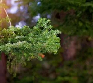 A lucfenyő csendben feladja Magyarországon