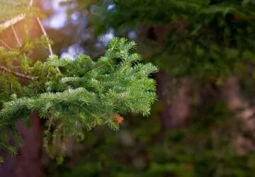 A lucfenyő csendben feladja Magyarországon