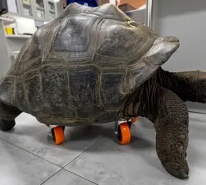 Második esély négy keréken