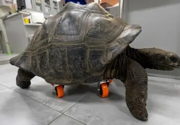 Második esély négy keréken