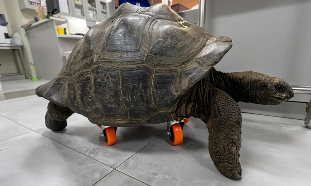 Második esély négy keréken