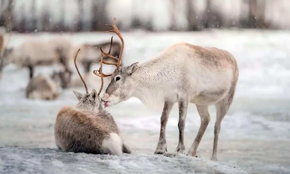 Megeszik a saját agancsukat a rénszarvasok?