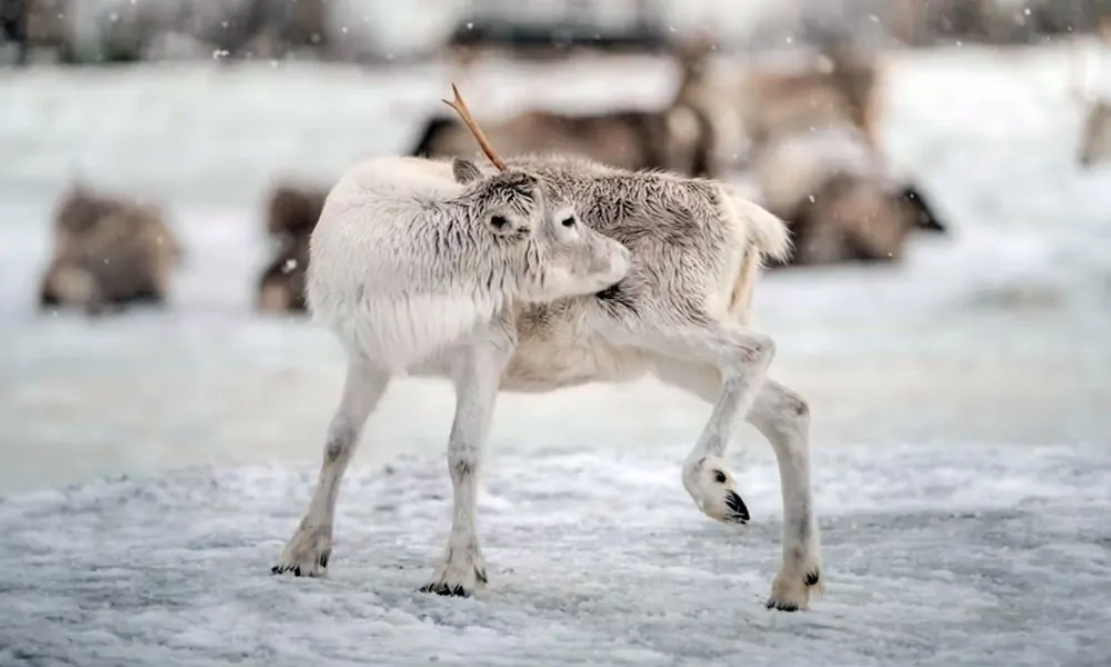 Megeszik a saját agancsukat a rénszarvasok?