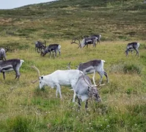Megeszik a saját agancsukat a rénszarvasok?