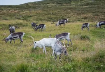 Megeszik a saját agancsukat a rénszarvasok?