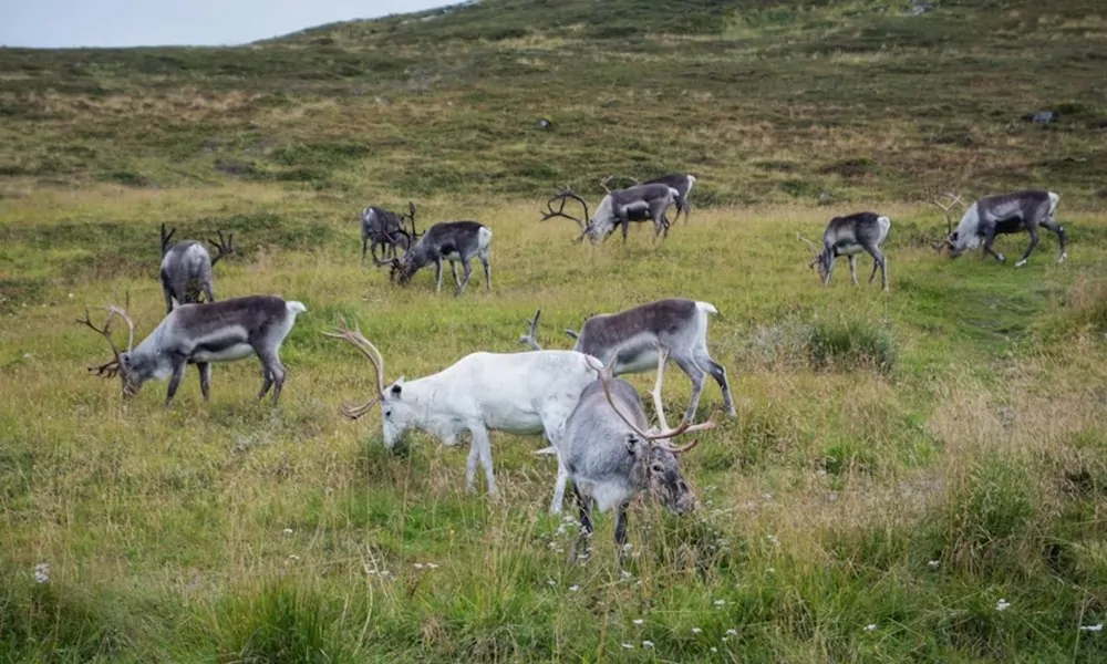 Megeszik a saját agancsukat a rénszarvasok?