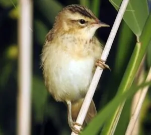 Évtizedek után újra felbukkant a Hortobágyon Európa egyik legritkább énekesmadara
